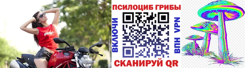 Псилоцибиновые грибы Psilocybe  Сергач 